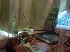 -酷以爬仙阁实体爬宠店·守宫·蜥蜴·专业繁育