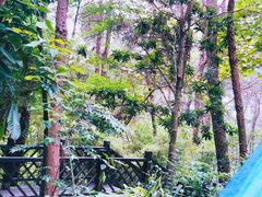 -铁山坪森林公园