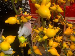 -越秀西湖花市(广州城市广场花卉店)