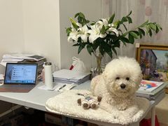 -瑞派康怡24h宠物医院·犬猫医疗中心·微创绝育(瑞景分院)