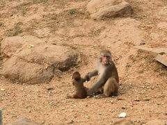 -石家庄市动物园