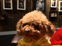 -百好乐宠物友好餐厅(朝外大街店)