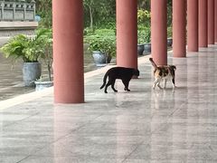 -南宁良凤江国家森林公园