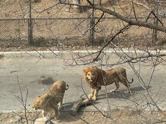 -大连森林动物园