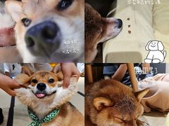 -逗柴咖啡屋·狗咖猫咖宠物桌游