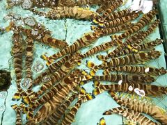 -渔民新村(番禺总店)