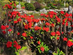 -东莞植物园