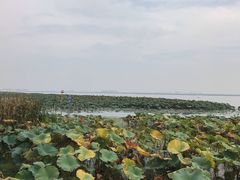 -七的湖·晚芳亭·阳澄湖农家菜·大闸蟹(莲花岛店)