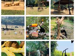 -广州长隆野生动物世界