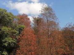 -广州市白云山风景名胜区