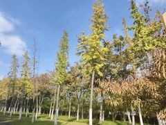 -天鹅湖体育公园