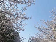 -高东镇樱花园