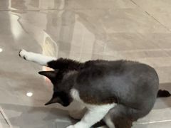 -特一安24小时宠物医院·骨科·中兽医
