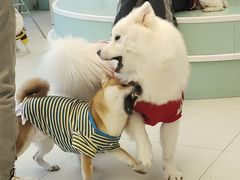 -怪兽屋·羊驼·猫咖·狗咖(俊华广场店)