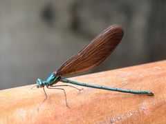 -白水寺森林公园