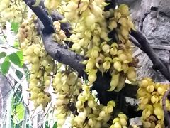 -华南国家植物园-售票处