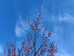 -花开海上生态园