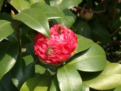 景点-南沙蒲洲花园