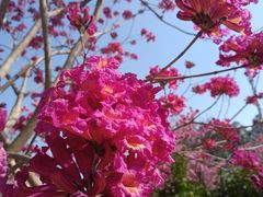 -南国桃园旅游度假区