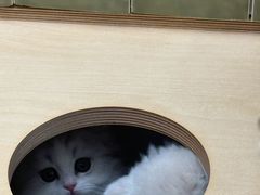 -帕帕拉兹宠物(亚洲旗舰店)