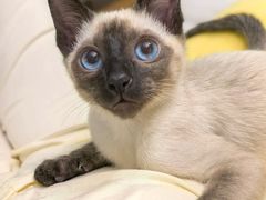 -欣宠猫屋·矮脚拿破仑·蓝金金渐层