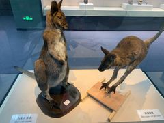 -国家自然博物馆