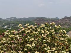 -贵州百里杜鹃风景名胜区