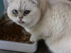 -喵屿·大理花园猫咖