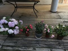 -龙大花卉苗木市场