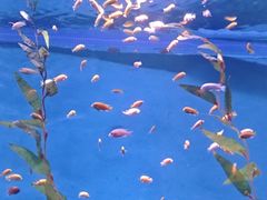 -欢乐海岸海洋奇梦馆
