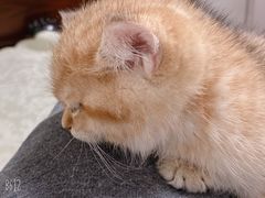 -糯米喵星人总部直营旗舰店·猫舍·幼猫出售