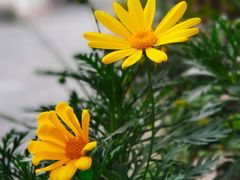 -杭州植物园