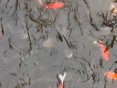 -龙头寺公园