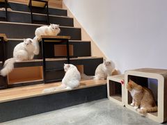 -瞄一喵猫咖(格力海岸店)