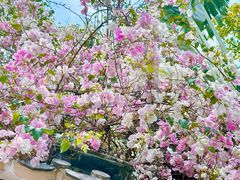 -深圳国际园林花卉博览园