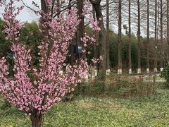 -黄海国家森林公园