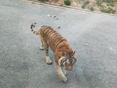 -大连森林动物园