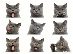 -瑞派天宁宠物医院·猫科·异宠中心
