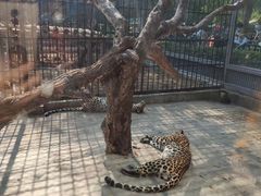 -深圳野生动物园