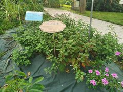 -广东中医药博物馆