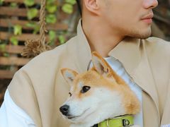 -柴犬高等学院·狗咖·柴犬售卖·宠物训练