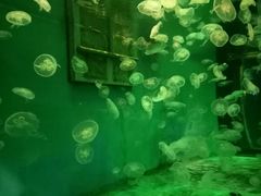 -大连圣亚海洋世界