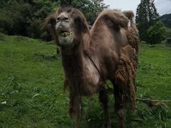 -武陵山森林公园