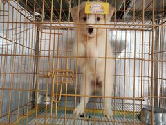 -翊宠yipet猫狗购宠庄园犬舍•猫舍