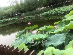 -陈家山荷花公园