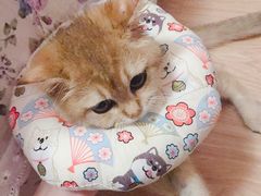 -东方名猫馆·英短金渐层布偶猫舍(环线广场1号楼店)