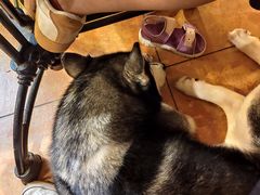 -more than meow吴止猫主题餐厅(承德 中船汇店)