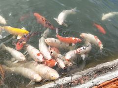 -东部华侨城