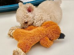 -帕帕拉兹宠物(亚洲旗舰店)