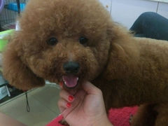 android_upload_pic-小呆的宠物店·宠物售卖·宠物寄养(城西店)